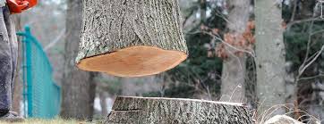 The Hills, TX Tree Services Company
