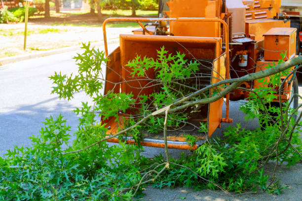 Tree and Shrub Care in The Hills, TX