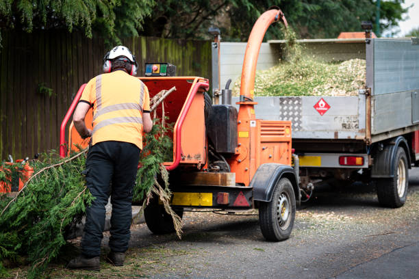 Professional Tree Services in The Hills, TX
